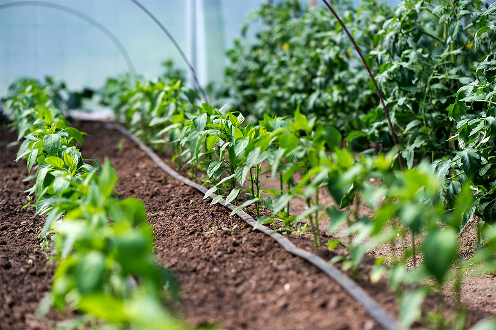 Smart-Farming-Pflanzenbau