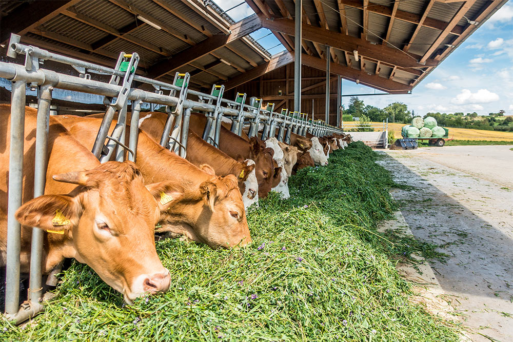 Smart-Farming-Tierhaltung