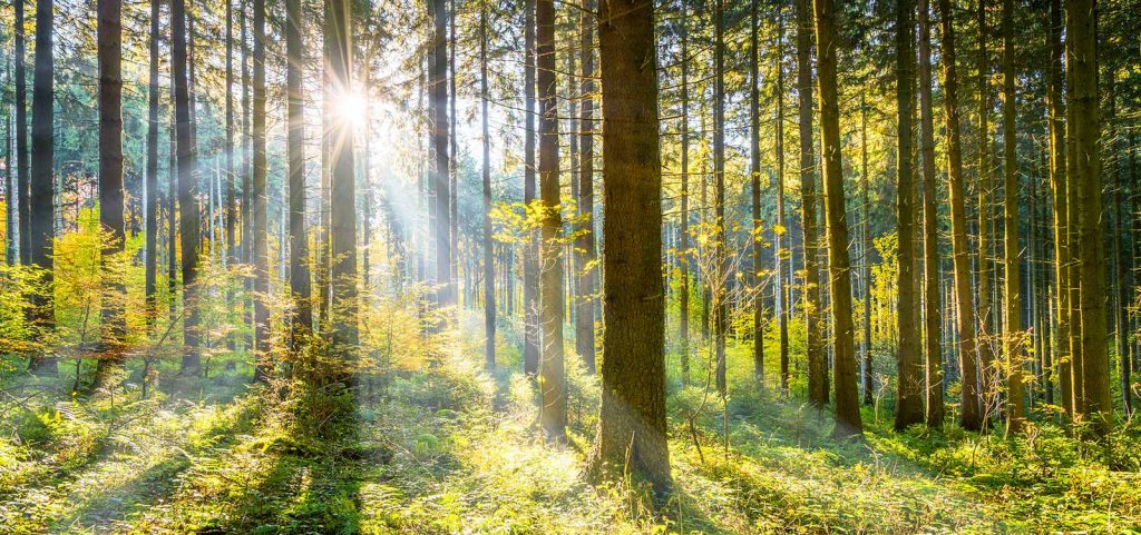 Philosophie-Nachhaltigkeit-20-Jahre-Proway