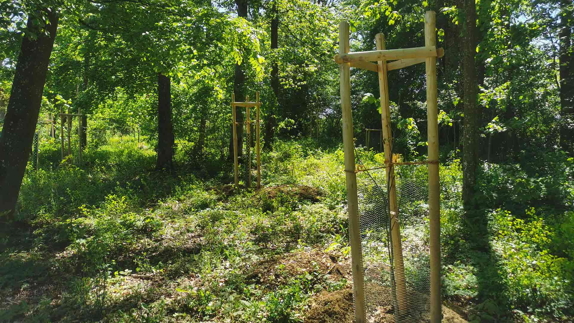 Natur-Wachstum-Proway-Wald